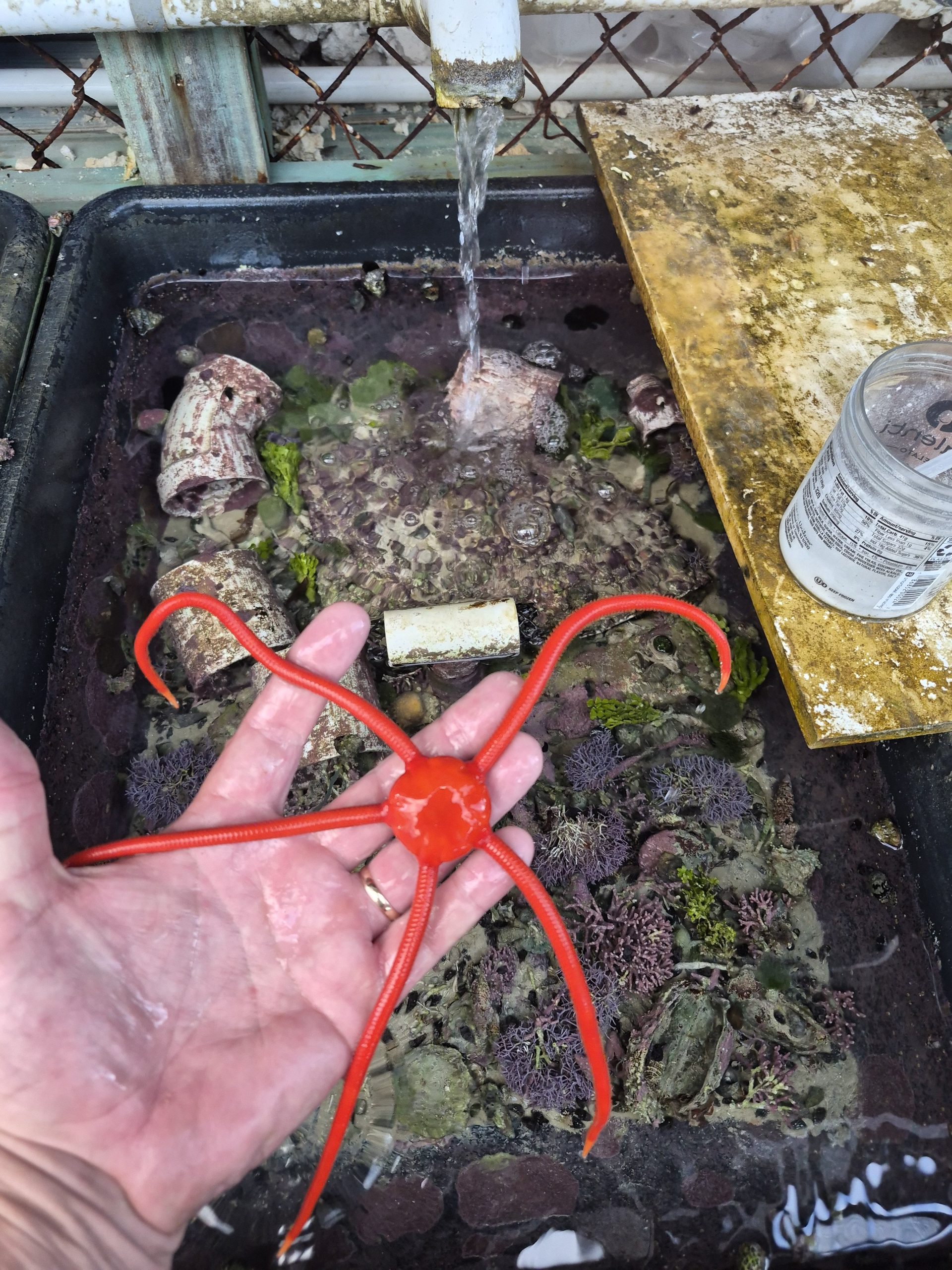 Extra Large Red Serpent Starfish WYSIWYG