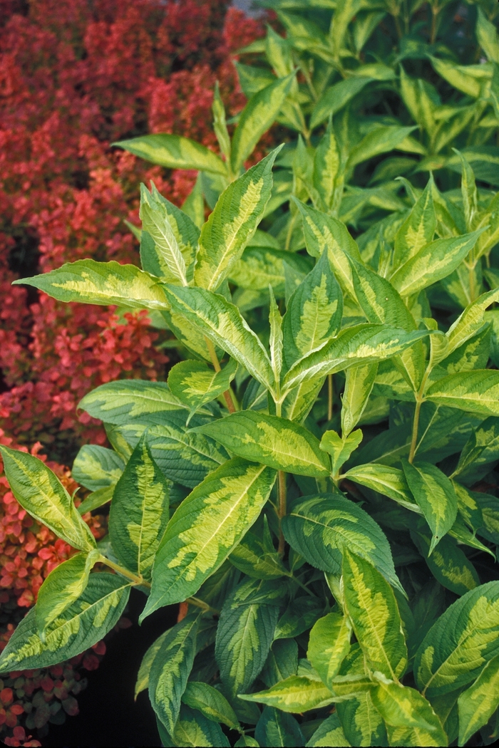 Weigela Electric Love 2 Gal
