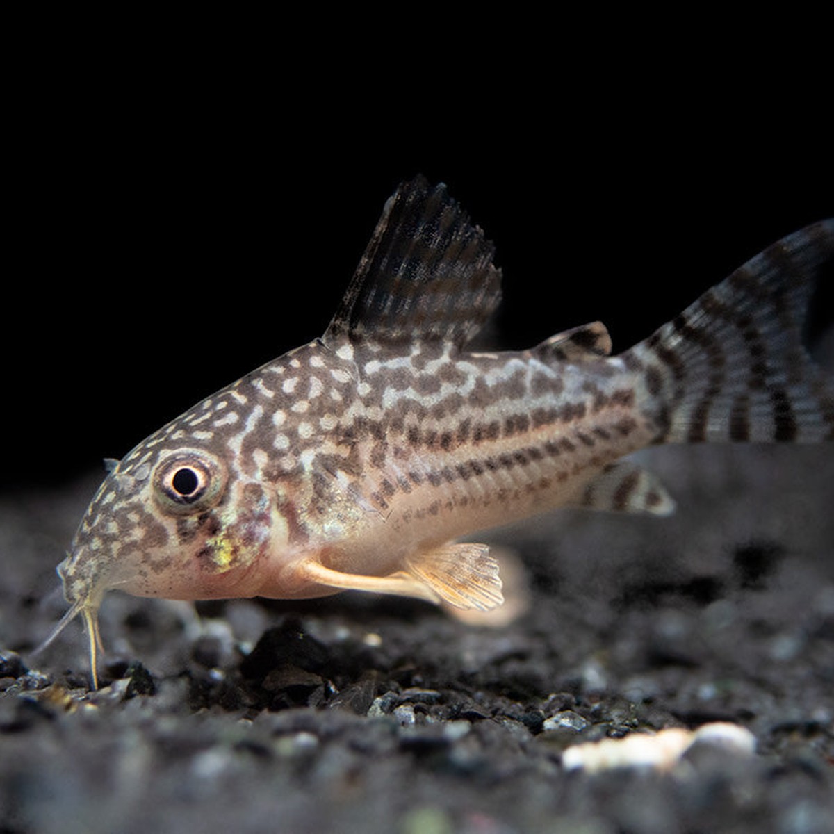 Sterbai Corydoras
