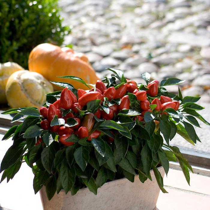 Ornamental Pepper Samba Orange Dark Quart