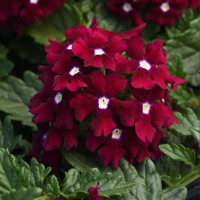 Verbena Endurascape White Quart