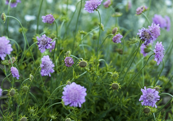 Scabiosa Pink Mist 1 Gal