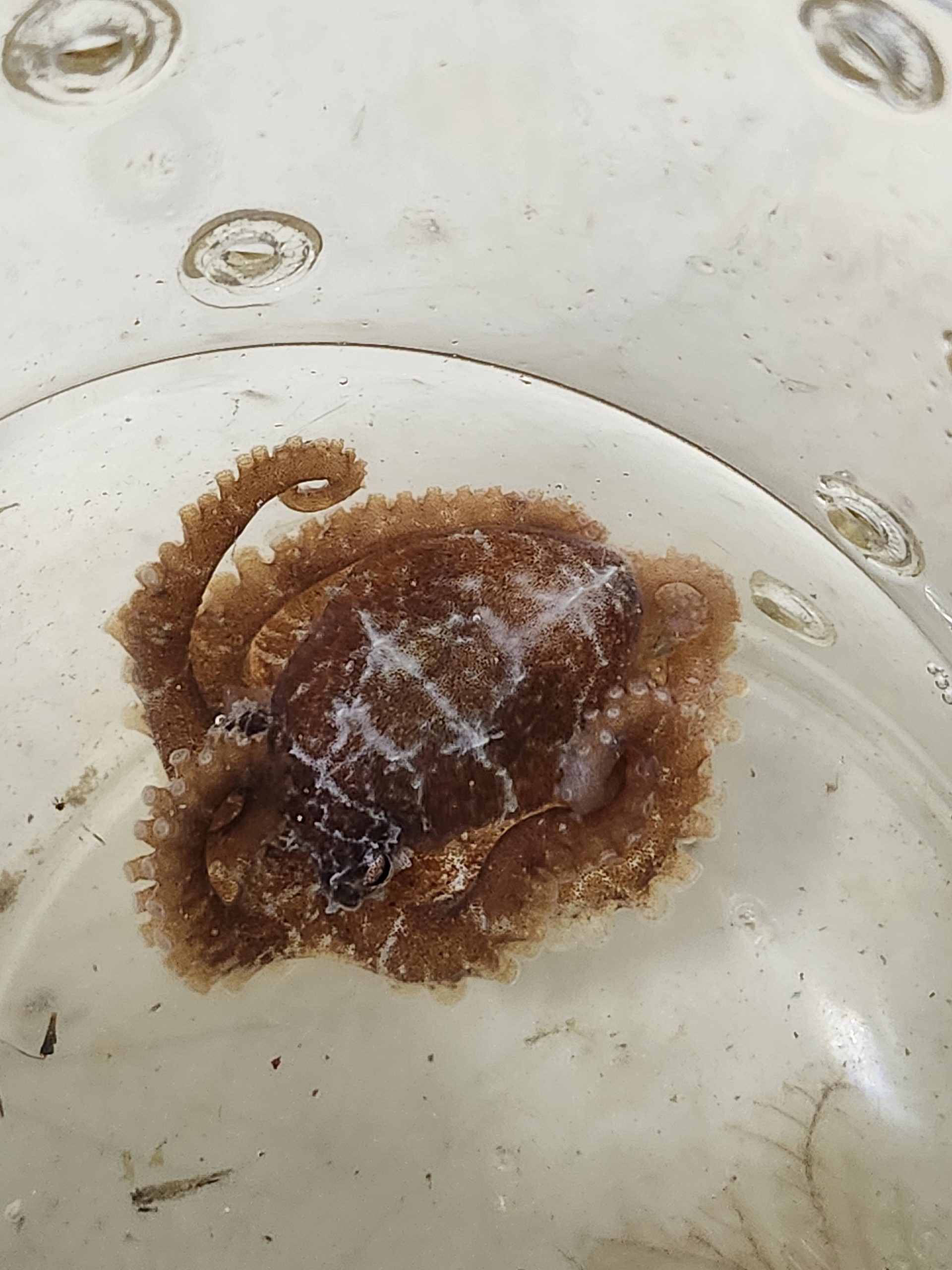 Small Common Reef Octopus