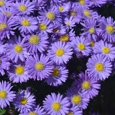 Kickin' Sapphire Aster, 1 gallon