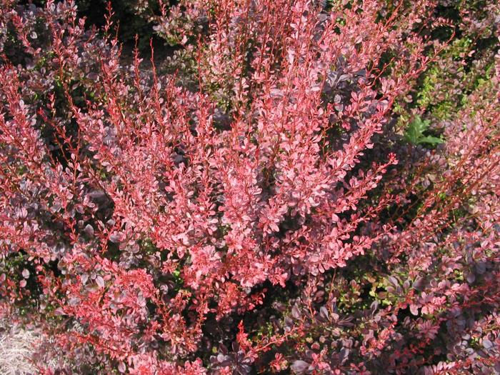 Barberry Royal Burgundy 2 Gal