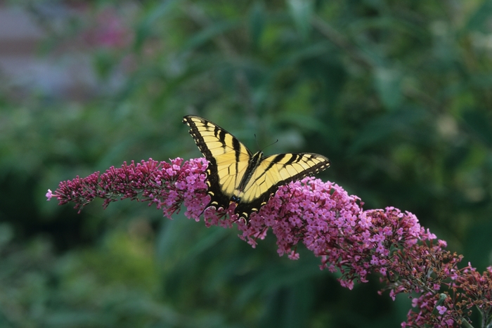 Butterfly Bush Pugster Blue 1 Gal PW