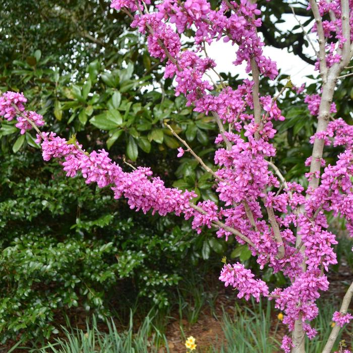 Redbud Weeping Lavender Twist 15 Gal