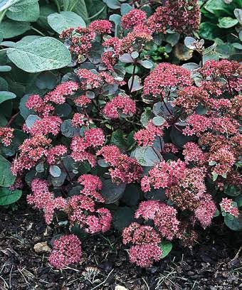 Vera Jameson Sedum, 1 gallon
