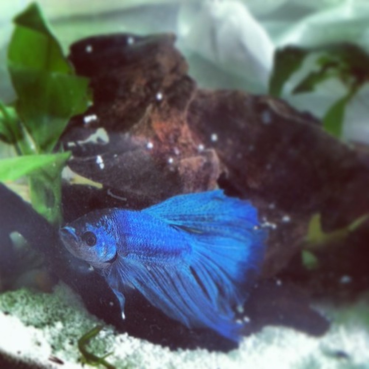 Male Betta