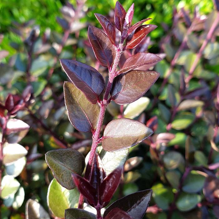Lonicera Garden Clouds 3 Gal