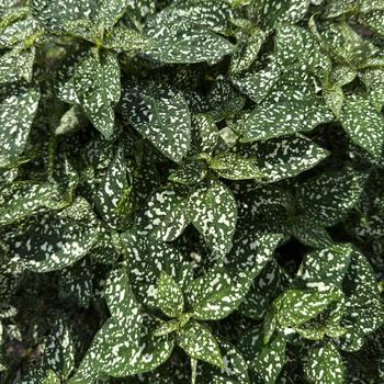 Polka Dot Lotty Dotty White Quart