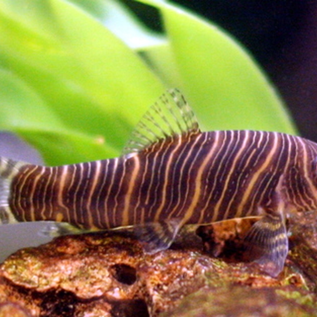 Zebra Loach