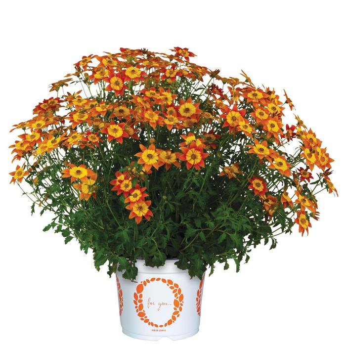 Bidens Bidy Gonzales Trailing Quart
