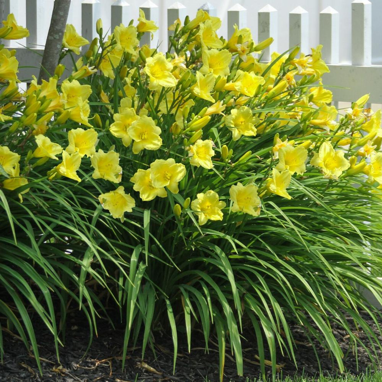 Happy Returns Daylily (Hemerocallis), 1 gallon