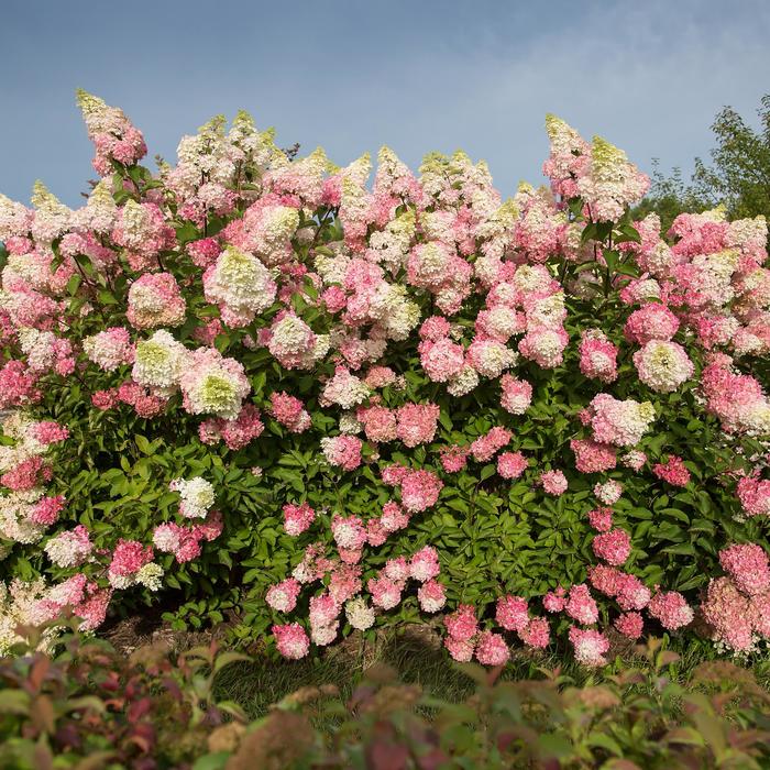 Hydrangea Bobo 3 Gl