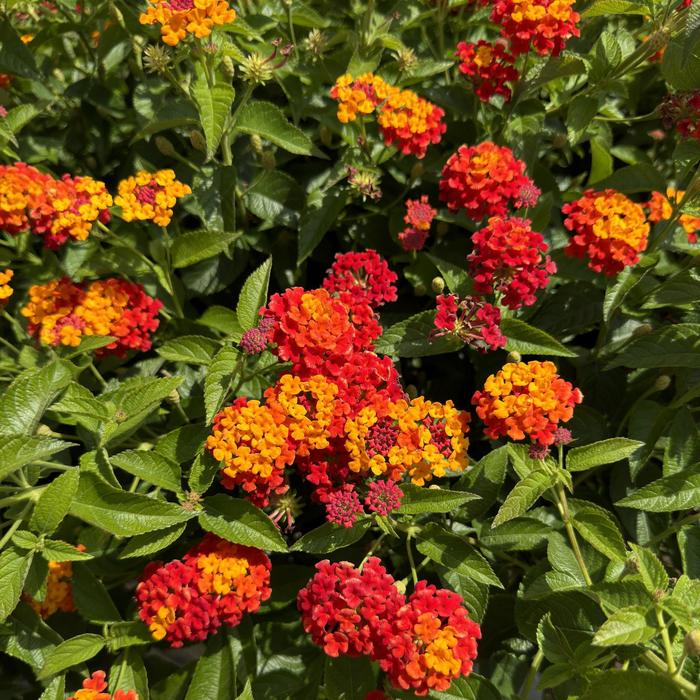 Lantana Luscious Goldengate 1 Gal PW
