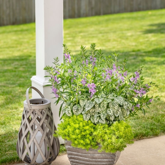 Skullcap Dark Violet 1 Gal