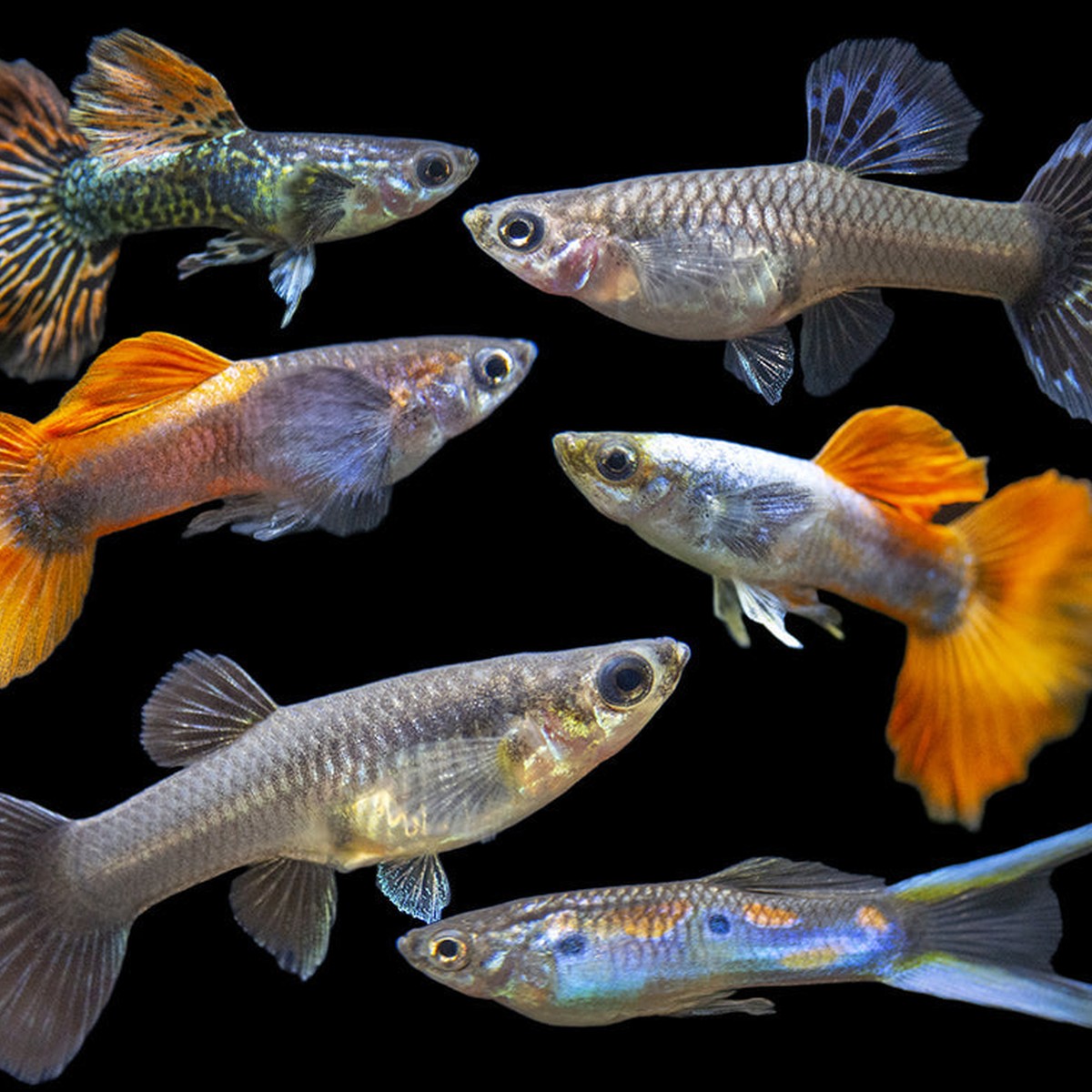 Assorted Male Guppy