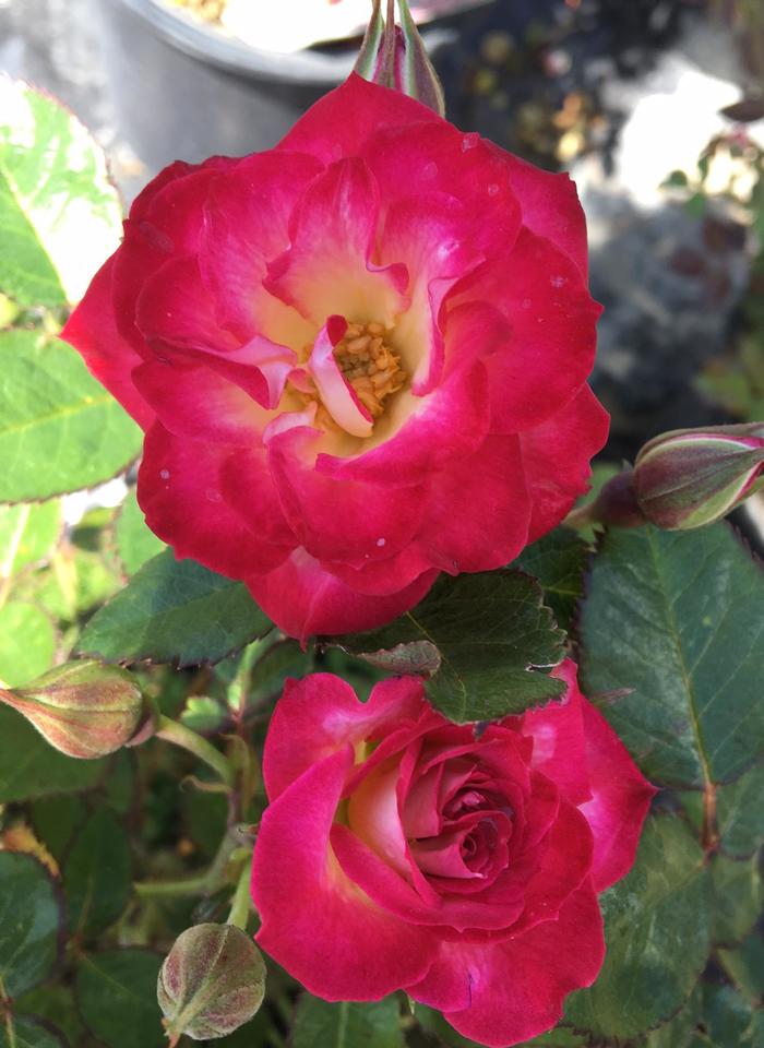 Yarrow New Vintage Rose 1 Gal