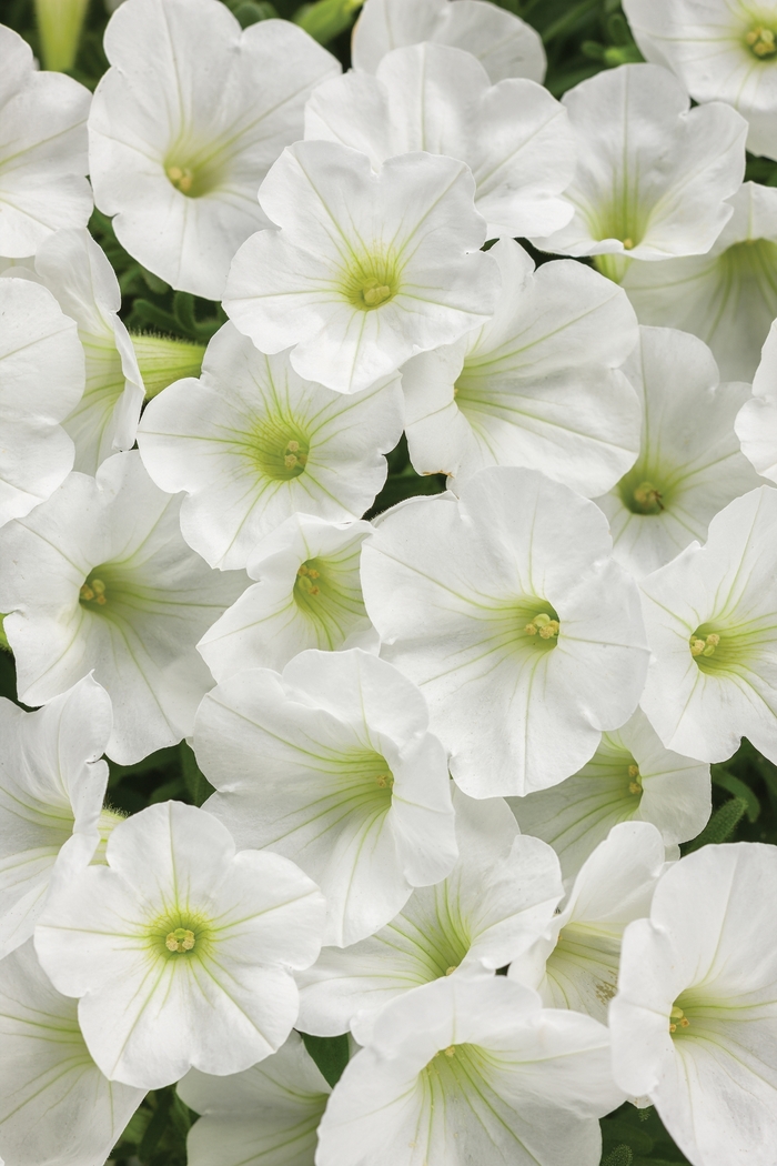 Petunia Supertunia Vista Indigo Quart PW