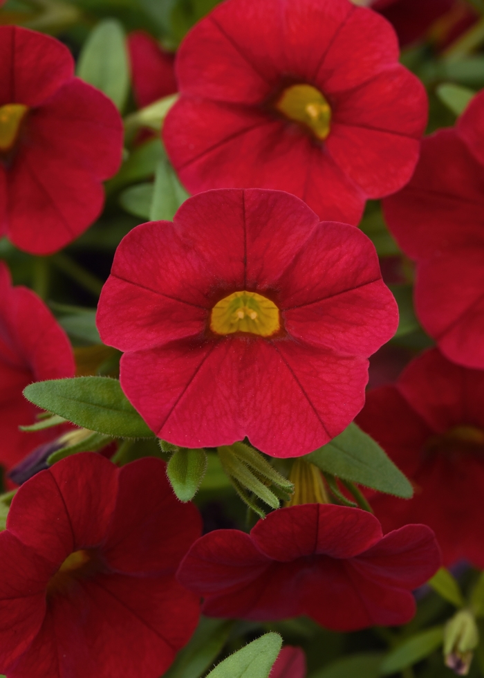 Million Bells Cabaret Yellow Quart
