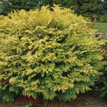 Night Light False Cypress 3 Gal