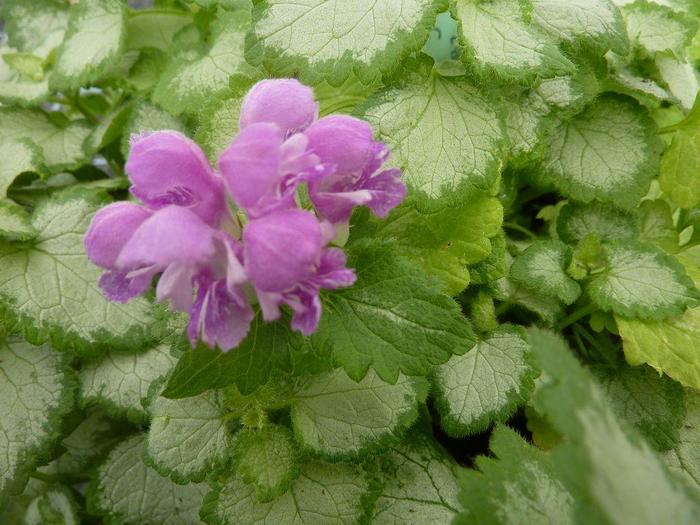 Lamium Orchid Frost Grande 1 Gal