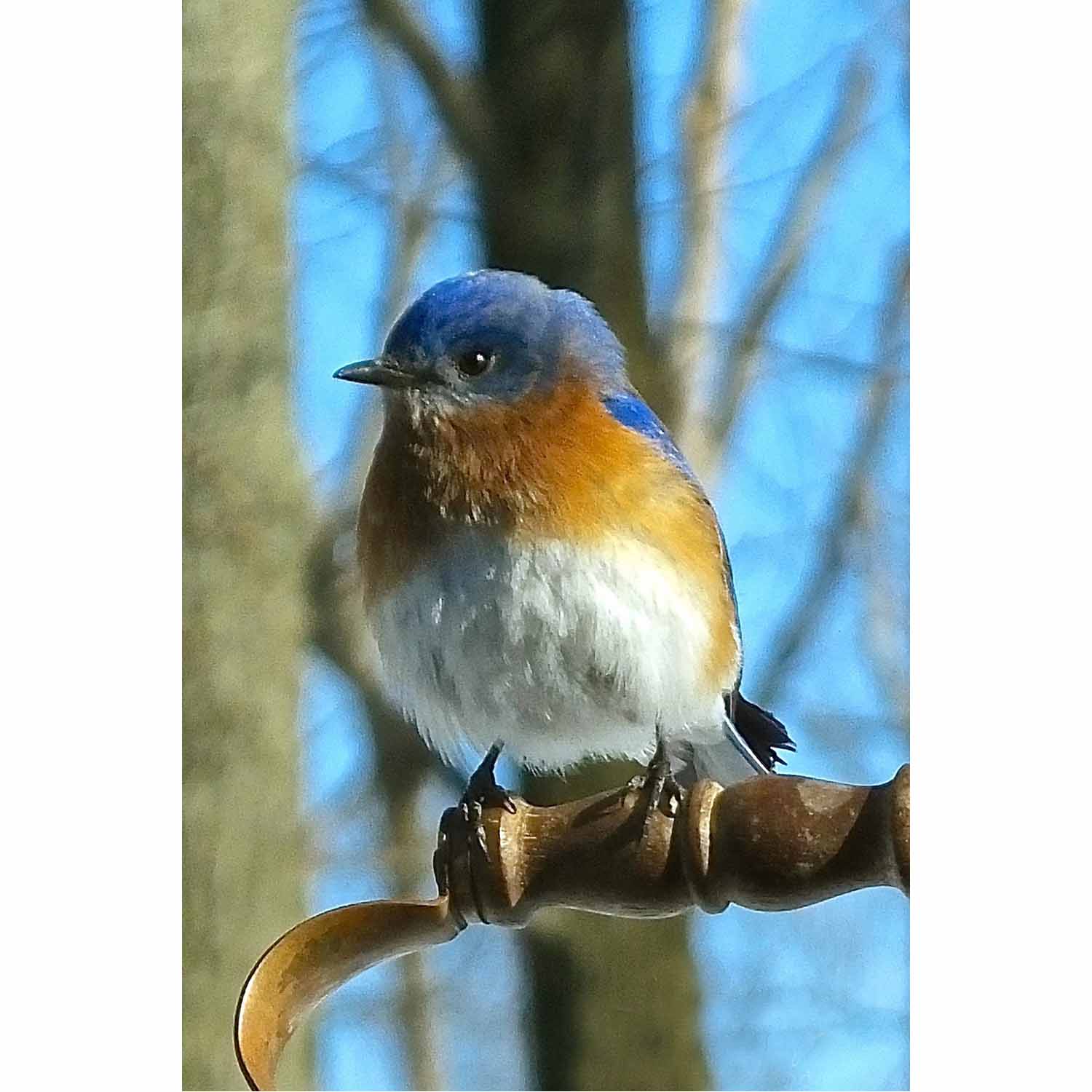 Fluffy Bluebird
