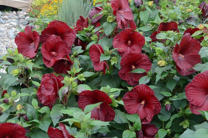 Hardy Hibiscus Inner Glow 3 Gal