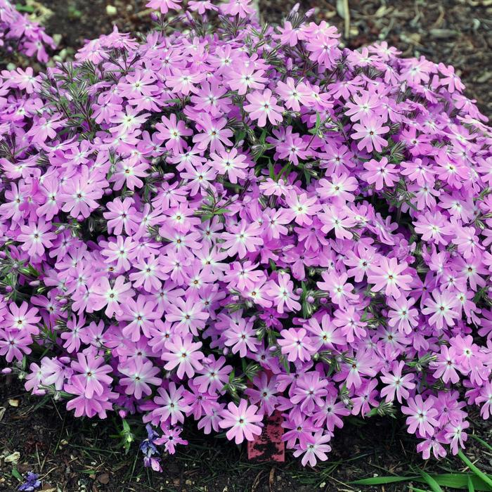 Phlox 1 Gal