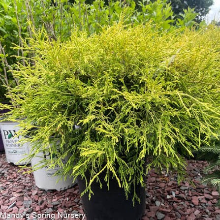 Gold Thread Cypress (Chamaecyparis), 1 gallon