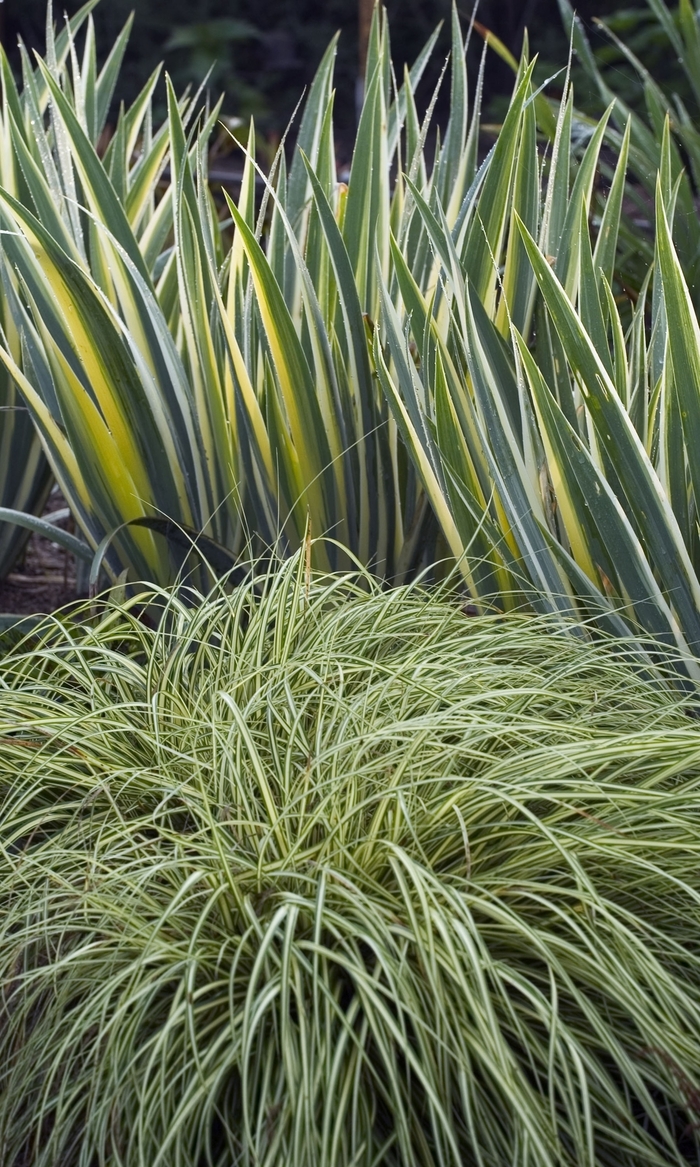 Carex Feather Falls 1 Gal