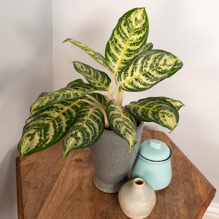 Aglaonema Jazzed Gem 10"