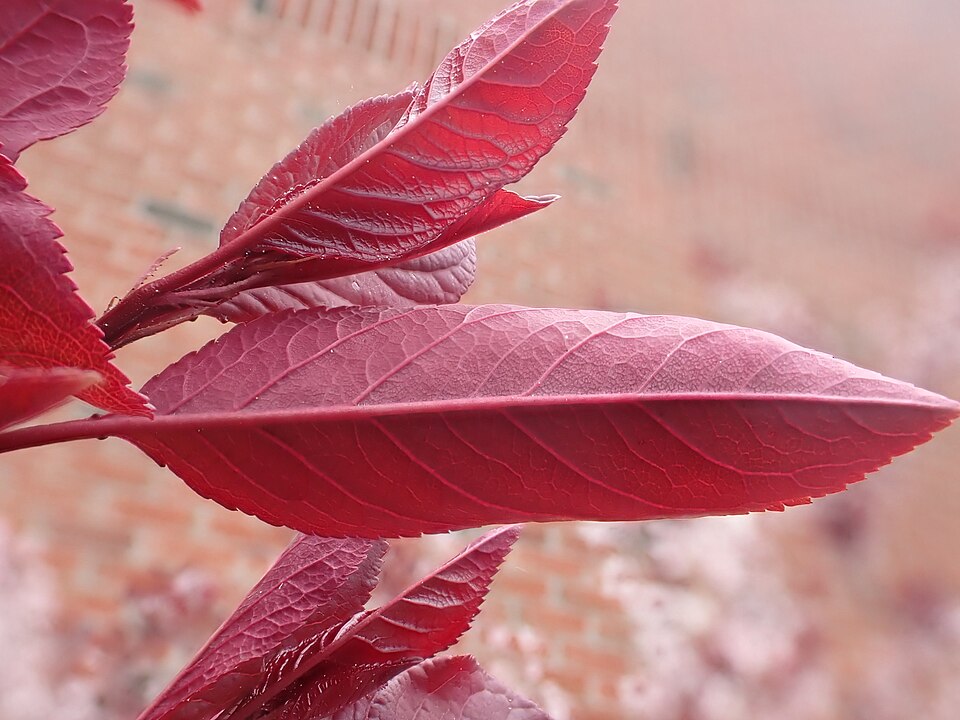 Prunus x cistena (Purpleleaf Sand Cherry)