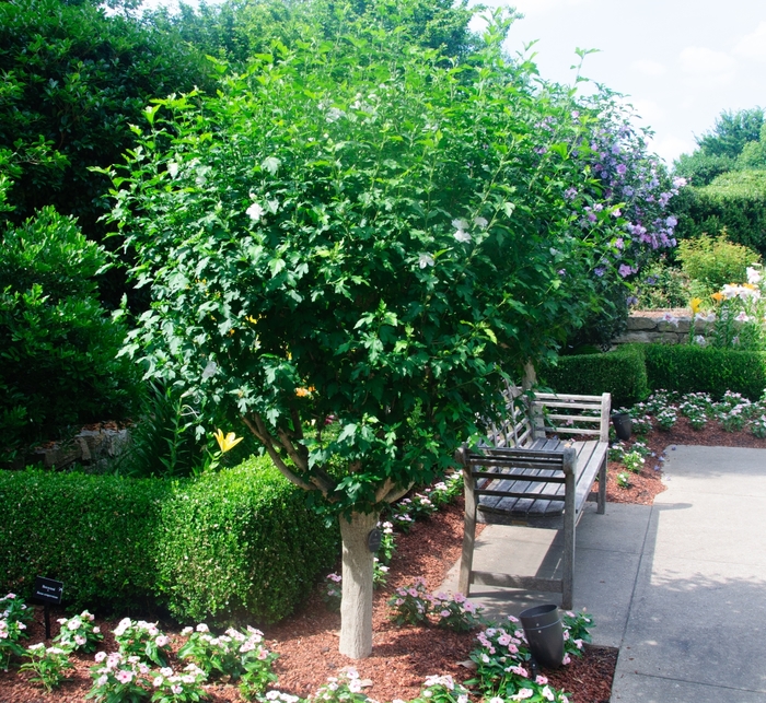 Althea Lavender Chiffon 25 Gal Tree Form