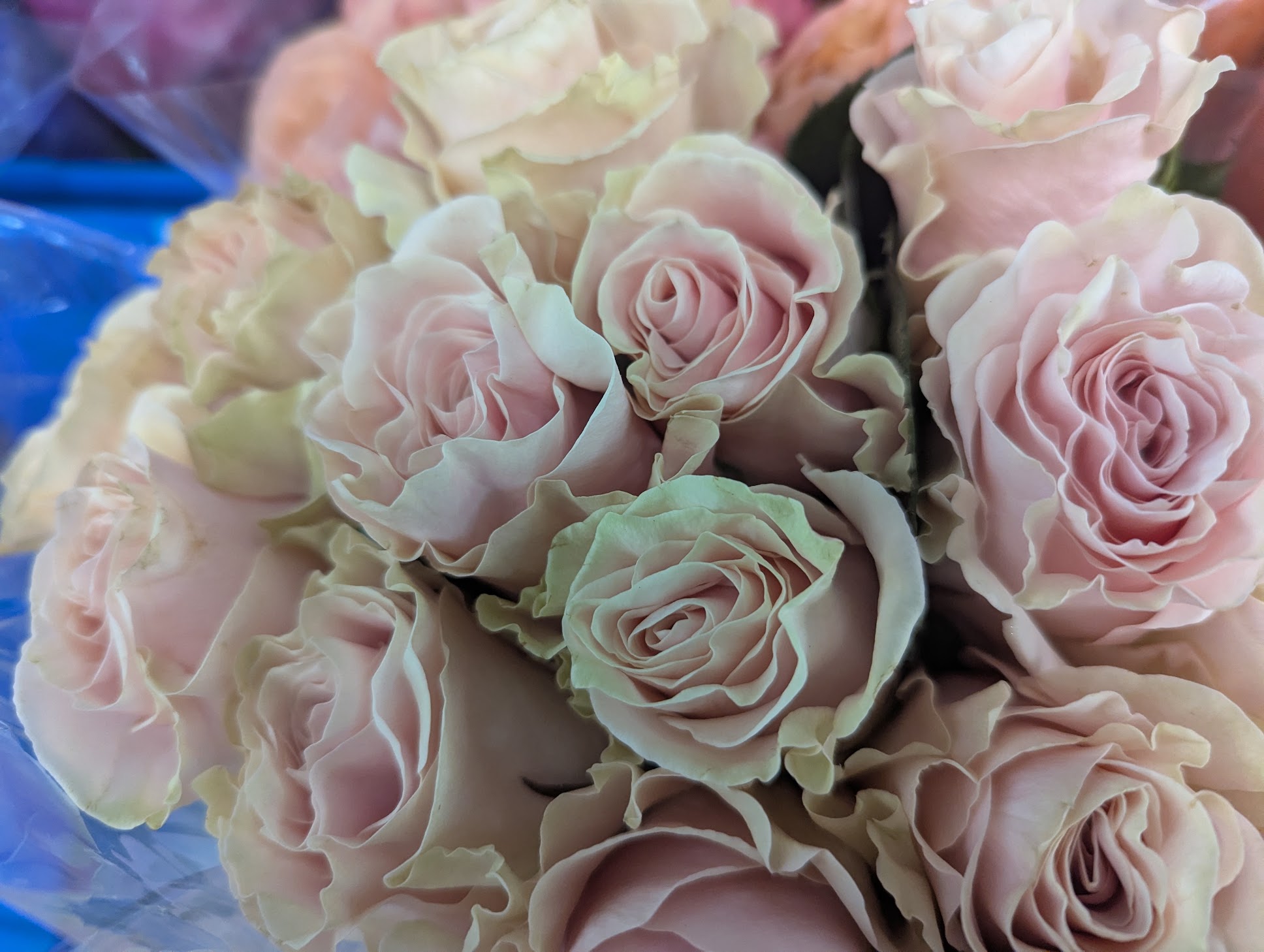 Valentine | Sweetheart Colored Roses - 18 Colored Roses Vased