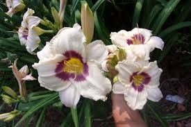 Pandora's Box Daylily (Hemerocallis), 1 gallon