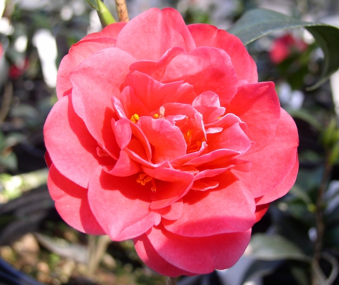 Camellia Early Wonder Perfection 5 Gal