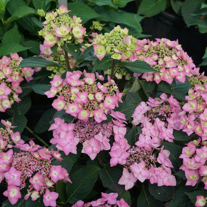 Hydrangea Berry White 10 Gal