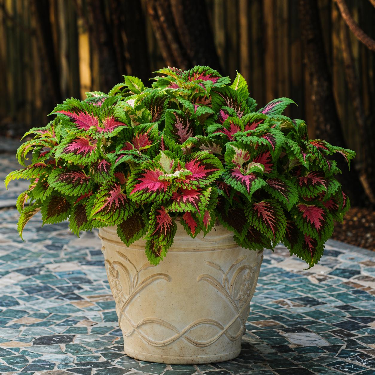 Kong Salmon Pink Coleus - 2x Mini Plug Plant - Rare Unusual Pink Coleus