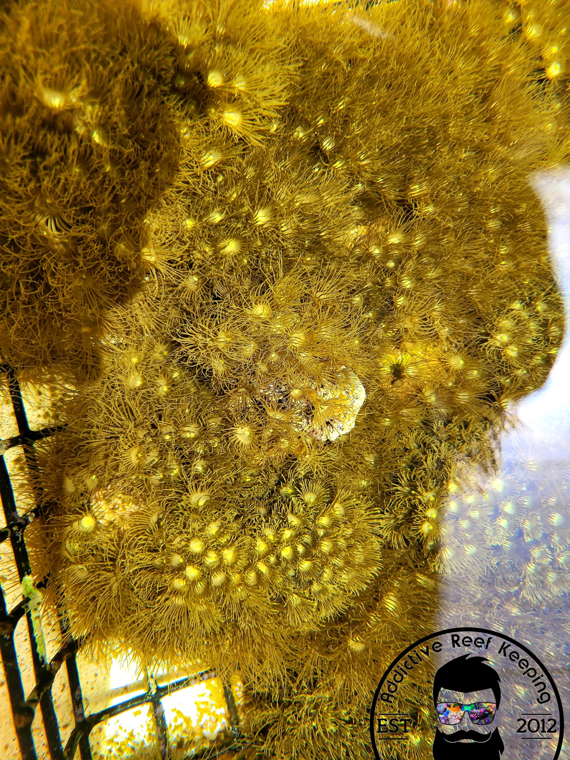 25x Yellow Polyps Colony Coral