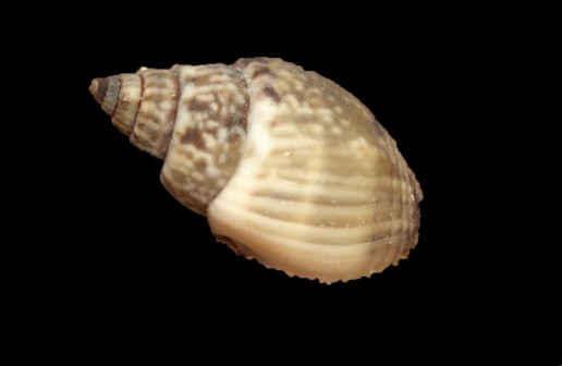 Nassarius Snail (Assorted)
