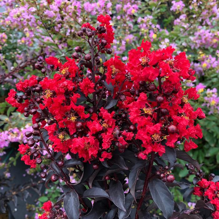 Crape Myrtle Delta Eclipse 5 Gal