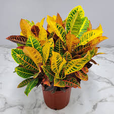 Croton 'Petra'