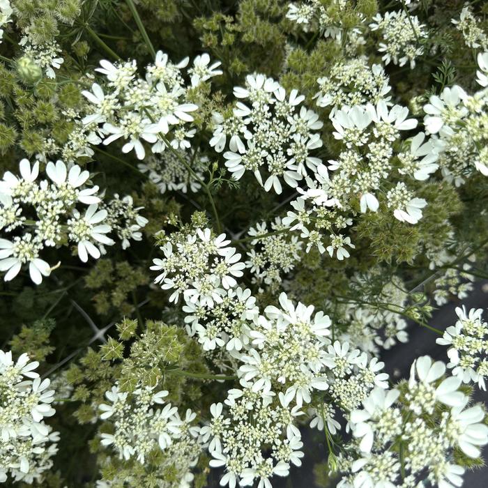 Serendipity Ornamental Onion 1 Gal PW