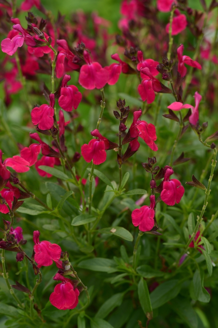 Salvia Greggii Mirage Pink 1 Gal