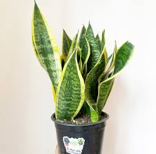 Sansevieria 'Futura Superba'