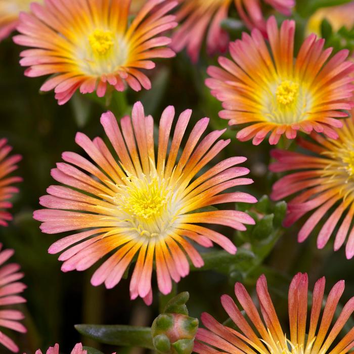 Ice Plant Wheels Of Wonder Fire Quart