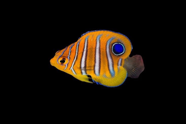Regal angelfish