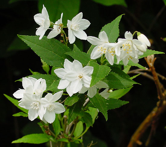 Deutzia 'Yuki Snowflake'